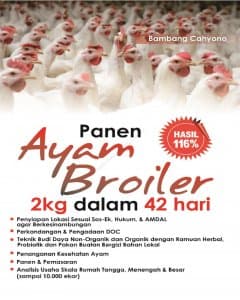 Panen Ayam Broiler 2 Kg Dalam 42 Hari